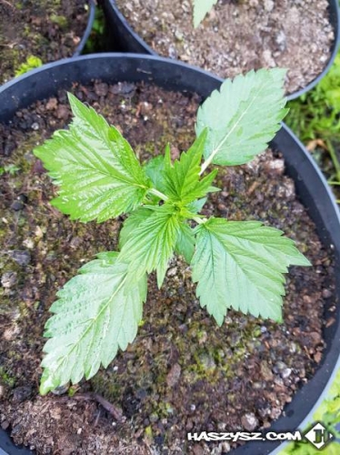 CBD Remedium Nasiona Konopi Duck Foot Auto (niefem.)