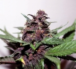 swiss-dream-rose-auto-cbd