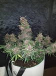 swiss-dream-rose-auto-cbd (1)