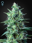 WWA_CBD