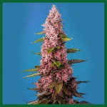 Red-Hot-Cookies-Feminised-Seeds_1000x
