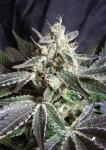BLACKJACK(R)_SWS01