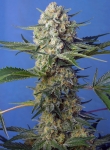 CRYSTAL_CANDY_F1_FAST_VERSIONR_SWS73
