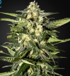 Green House Jack Herer nasiona marihuany