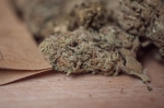 Susz konopny z CBD | sklep
